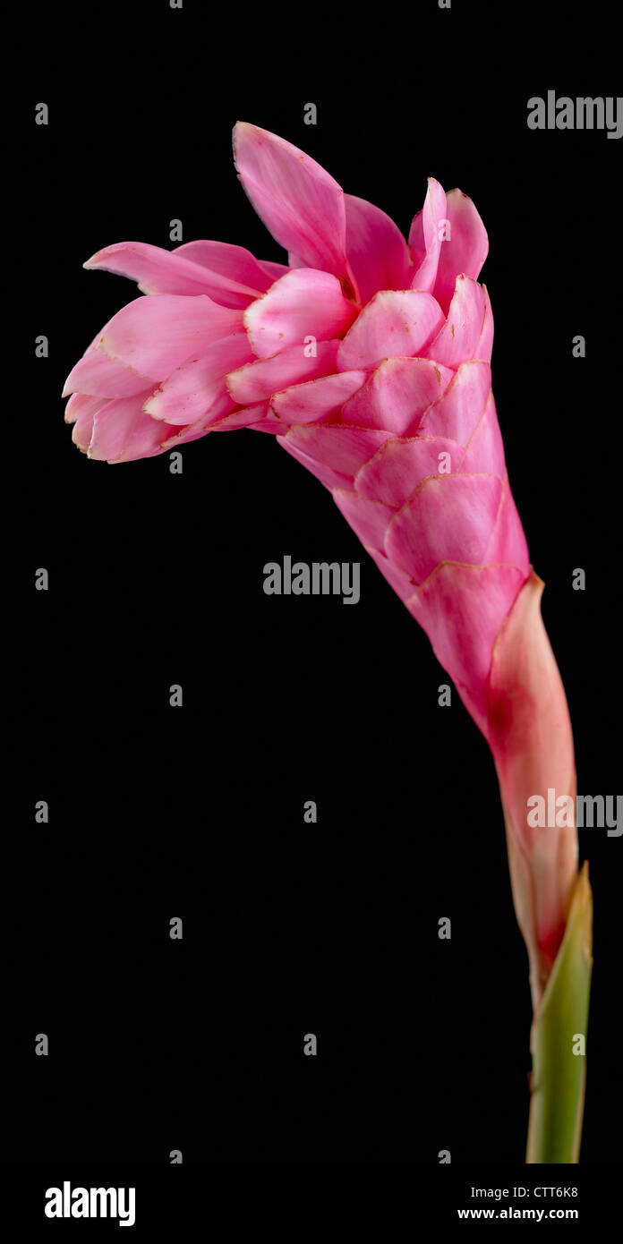 Alpinia purpurata, gingembre rouge, rose, noir. Banque D'Images