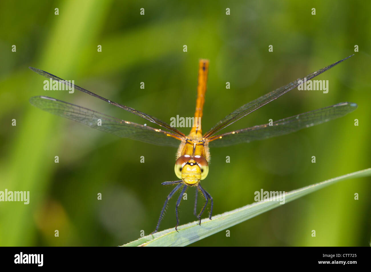 Ruddy femelle Sympetrum sanguineum (dard) perché sur un roseau Banque D'Images