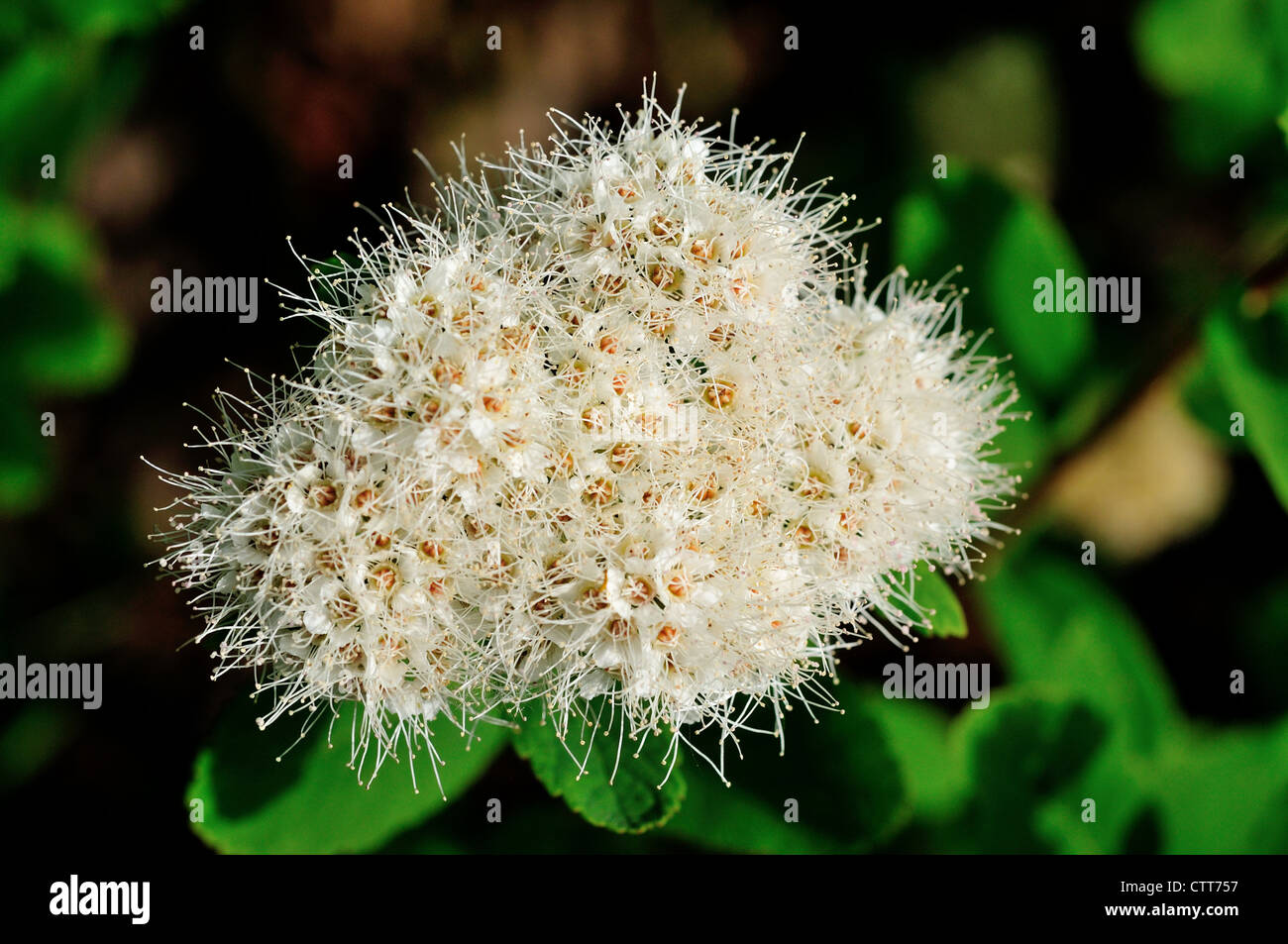 Une grappe de fleurs blanches en nature. Le Parc National Denali et préserver, de l'Alaska, USA. Banque D'Images