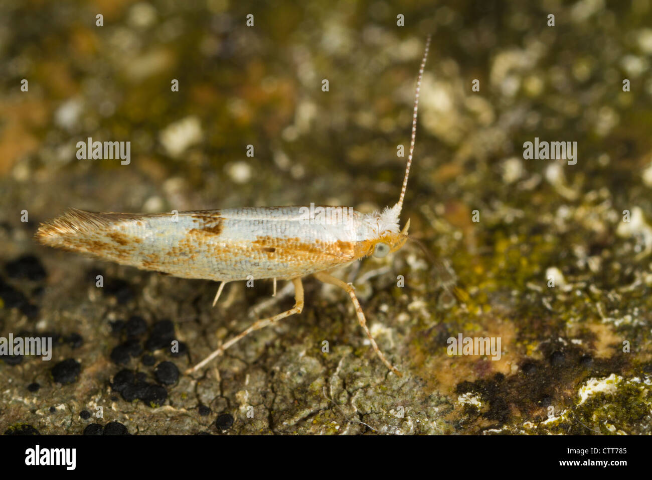 Cherry du pêcher (Argyresthia pruniella) Banque D'Images