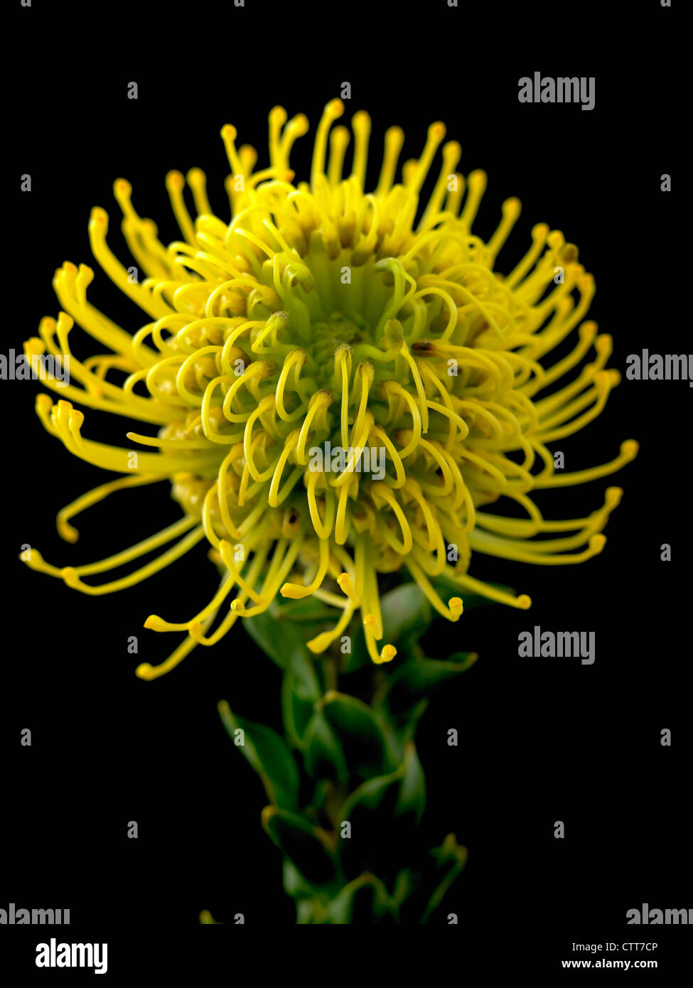 Leucospermum cordifolium 'Yellow Bird', Pincushion, Jaune, Noir. Banque D'Images