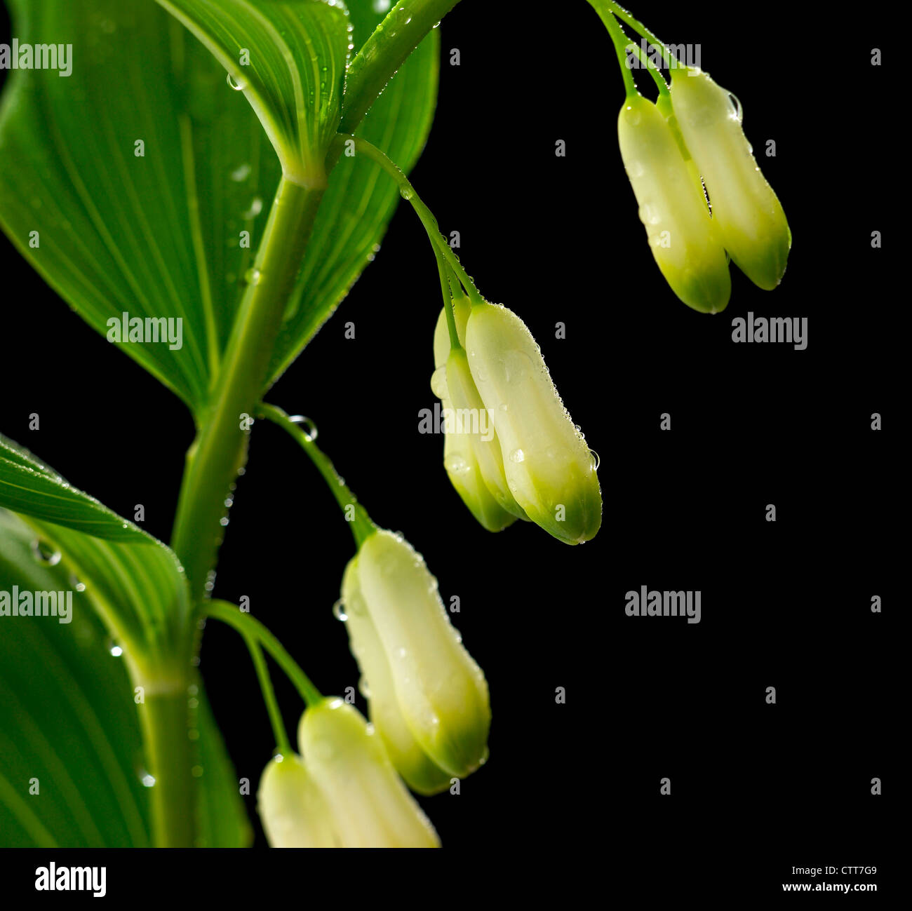 Polygonatum multiflorum, Solomon's seal, crème, Noir. Banque D'Images