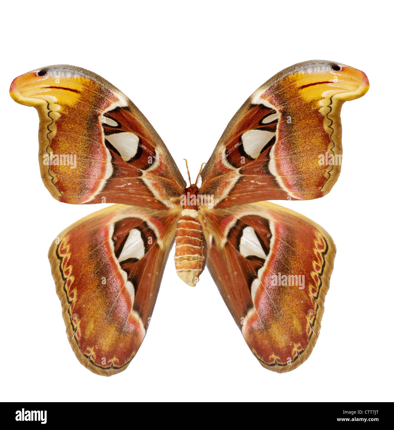 L'énorme amphibien isolé sur un fond blanc, son envergure est d'environ 10cm Banque D'Images