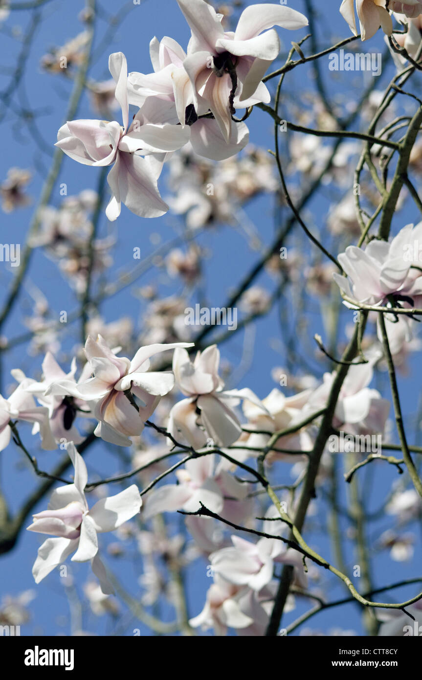 Magnolia campbellii, Magnolia, blanc. Banque D'Images
