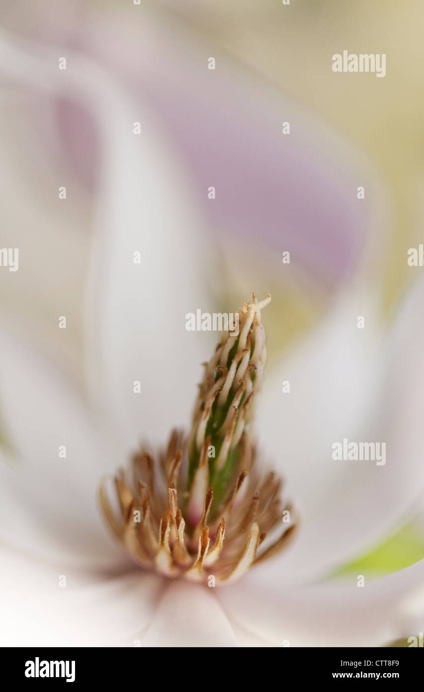 Magnolia x loebneri, Magnolia, blanc. Banque D'Images