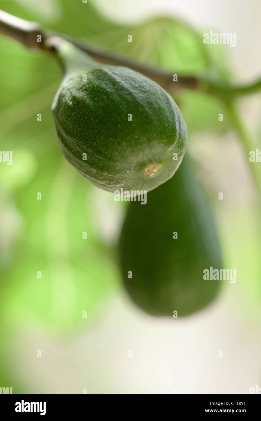 Ficus carica, Fig, vert. Banque D'Images