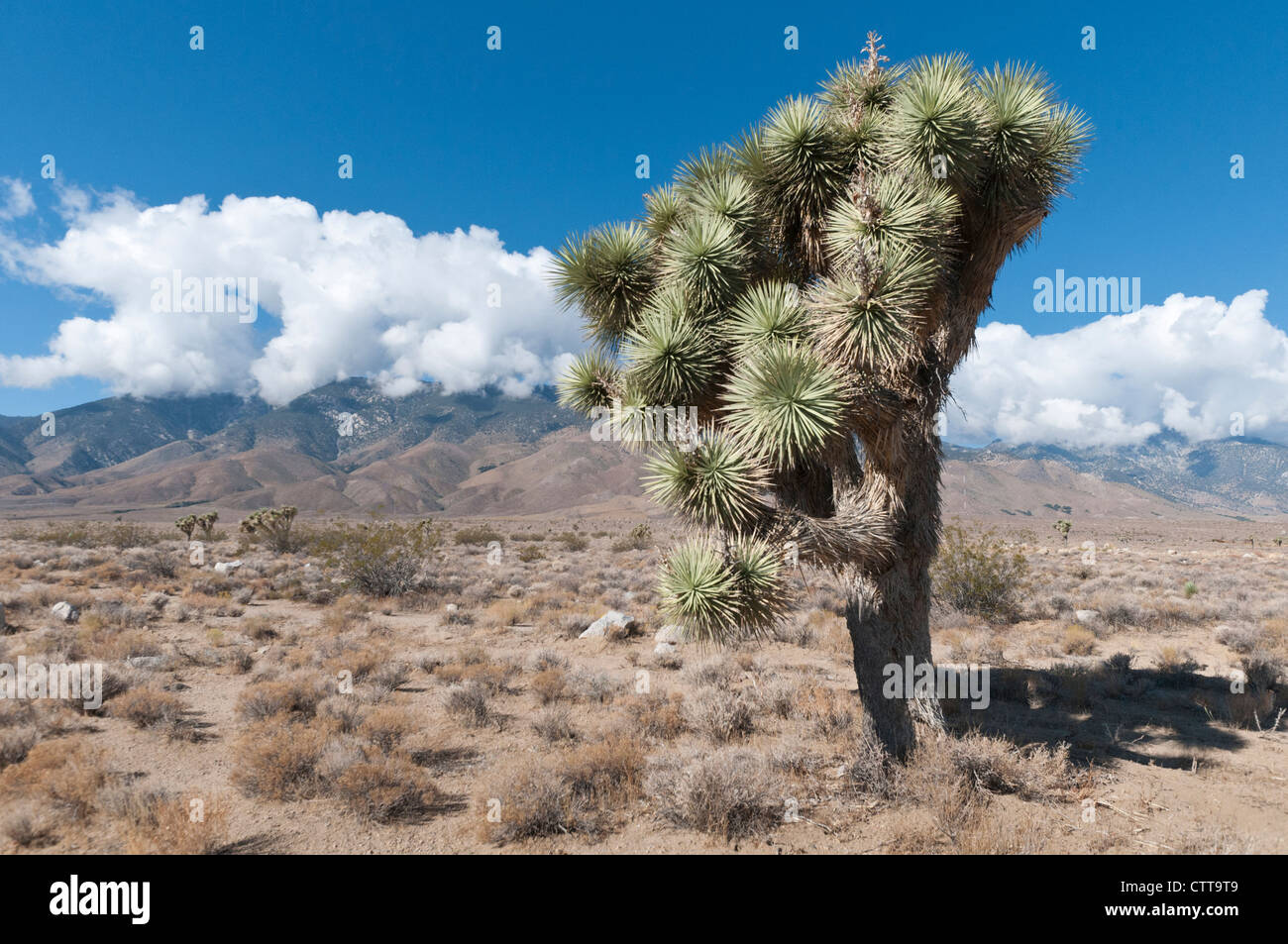 Yucca brevifolia, Joshua tree, vert. Banque D'Images