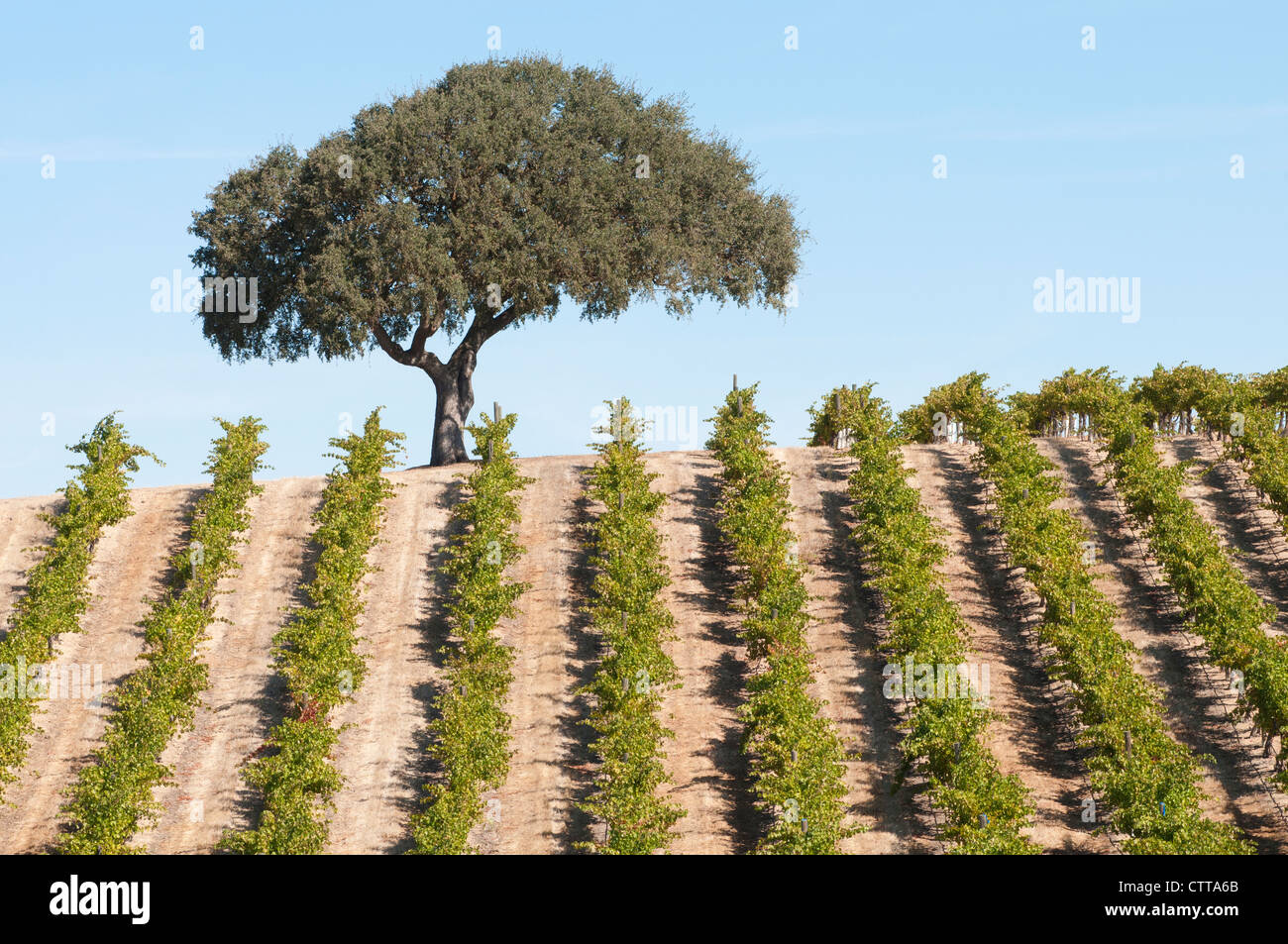 Vitis vinifera, la vigne, le vert. Banque D'Images