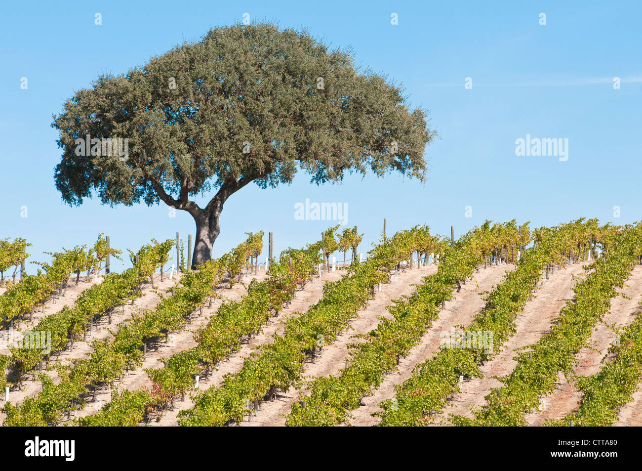 Vitis vinifera, la vigne, le vert. Banque D'Images