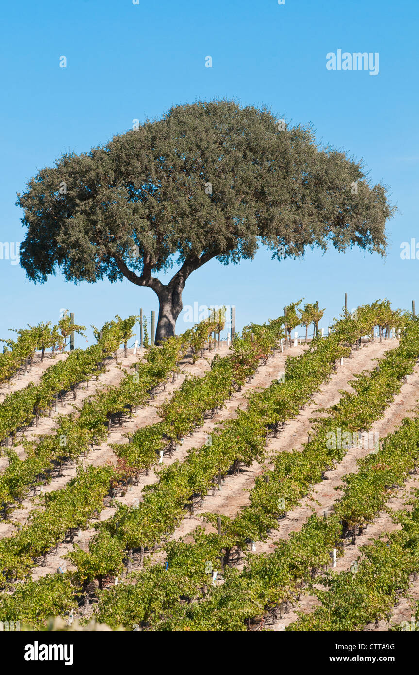 Vitis vinifera, la vigne, le vert. Banque D'Images