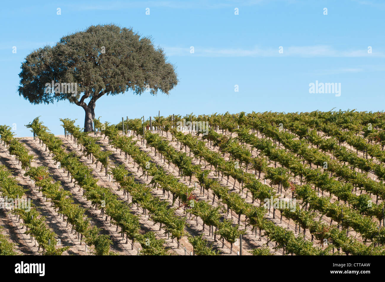 Vitis vinifera, la vigne, le vert. Banque D'Images