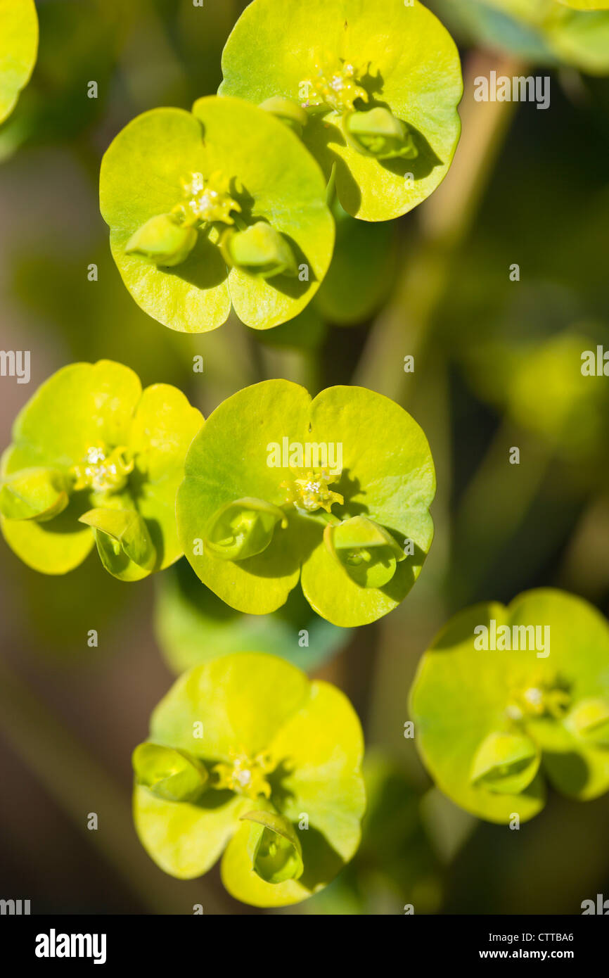 Euphorbia amygdaloides euphorbe, Euphorbia, robbaie, vert. Banque D'Images