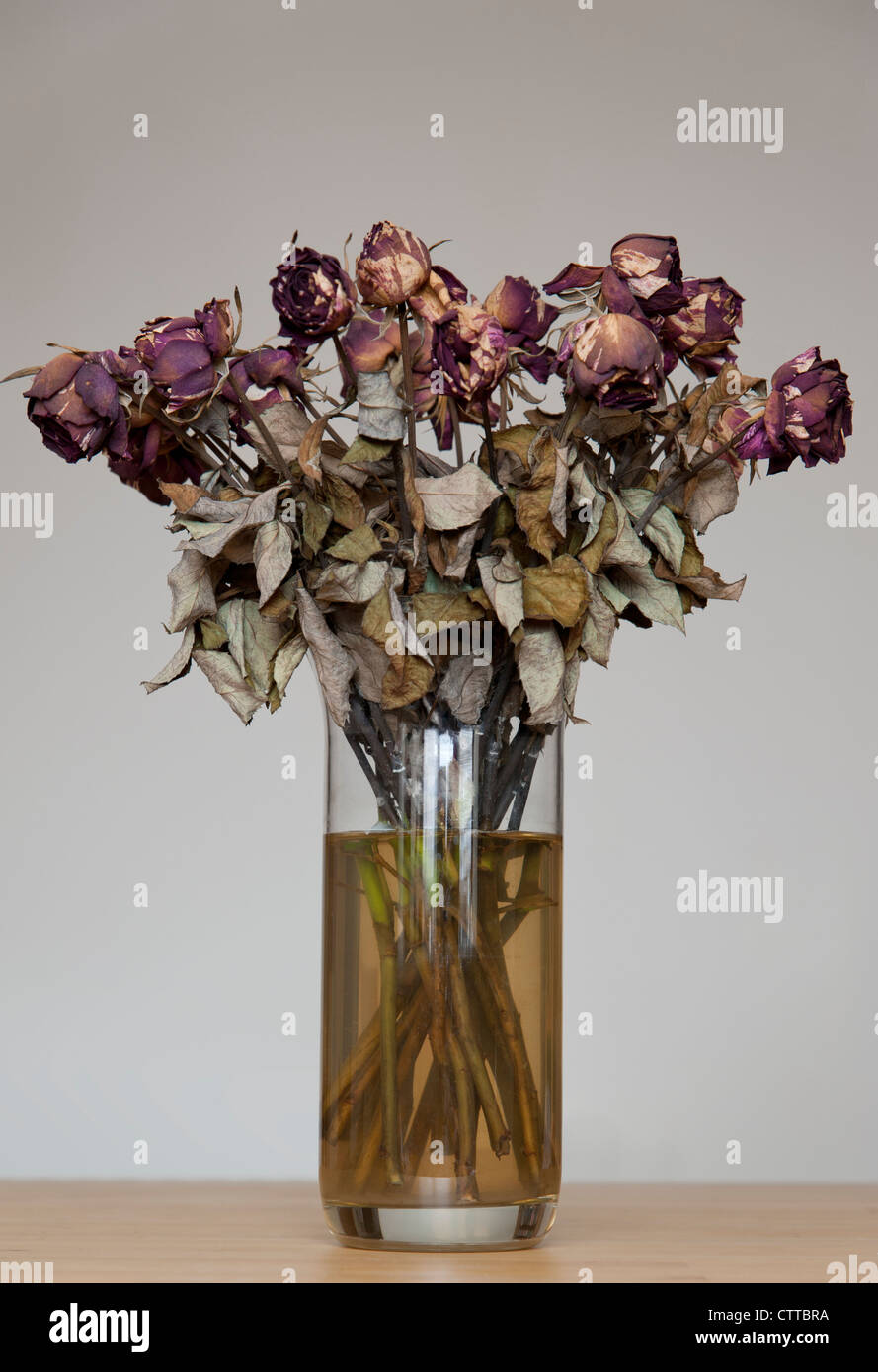 FLEURS mortes dans vase Still Life - Dead Roses concept Banque D'Images