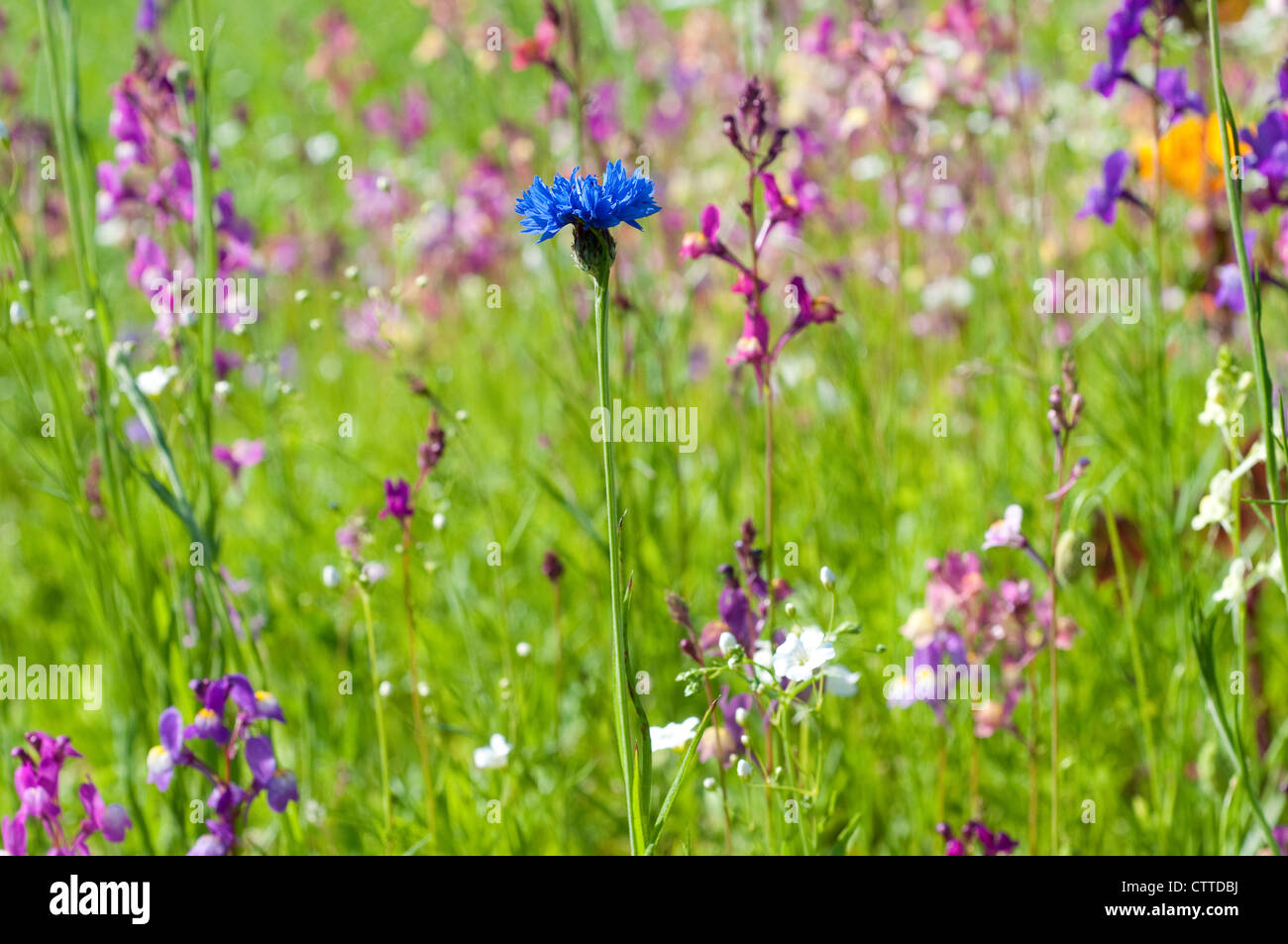 Bleuet bleu unique dans un champ de fleurs sauvages d'été, England, UK Banque D'Images