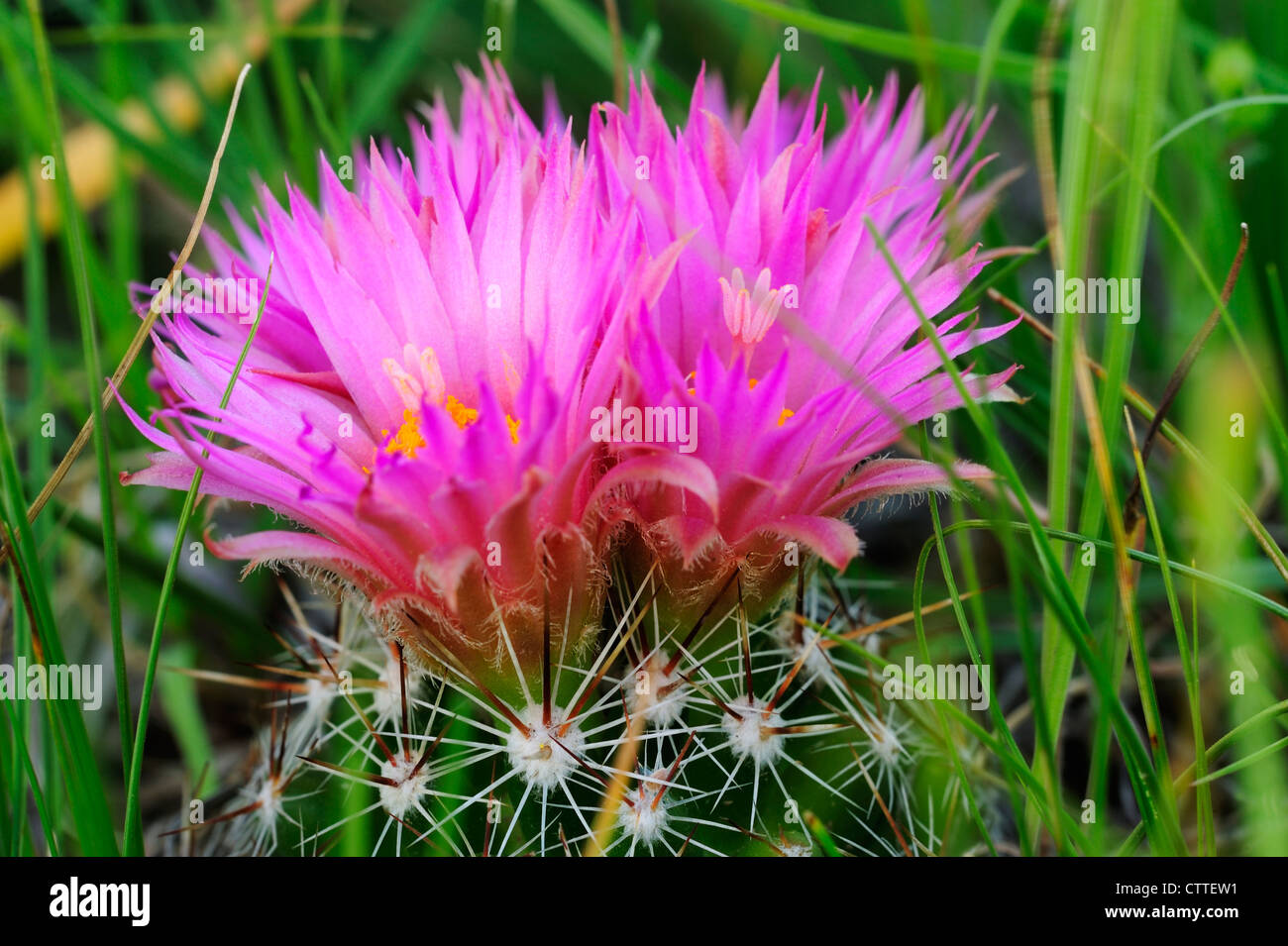 (Le Coryphantha vivipara mamillaire vivipare) Parc National Theodore Roosevelt Unité Sud Dakota du Nord USA Banque D'Images