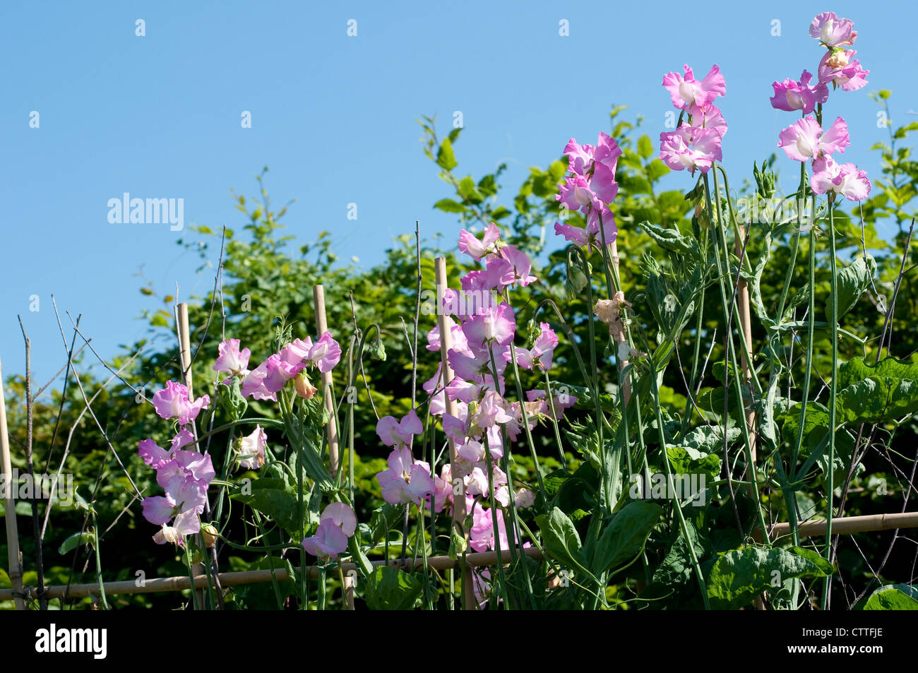 Lathyrus odoratus 'Gwendoline' - pois doux Banque D'Images