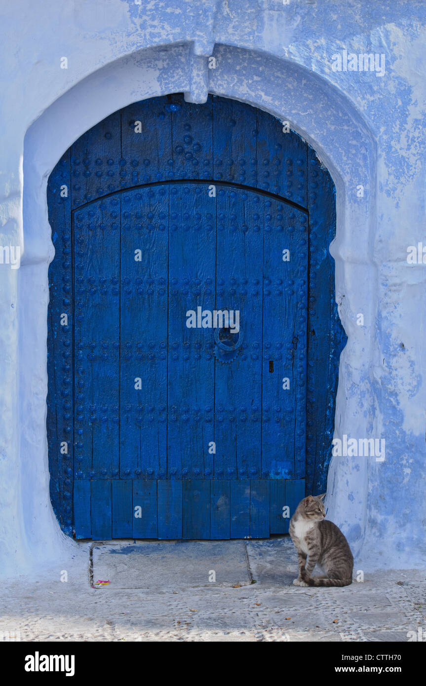 Un chat à la porte dans la ville bleue de Chefchaouen, Maroc Banque D'Images