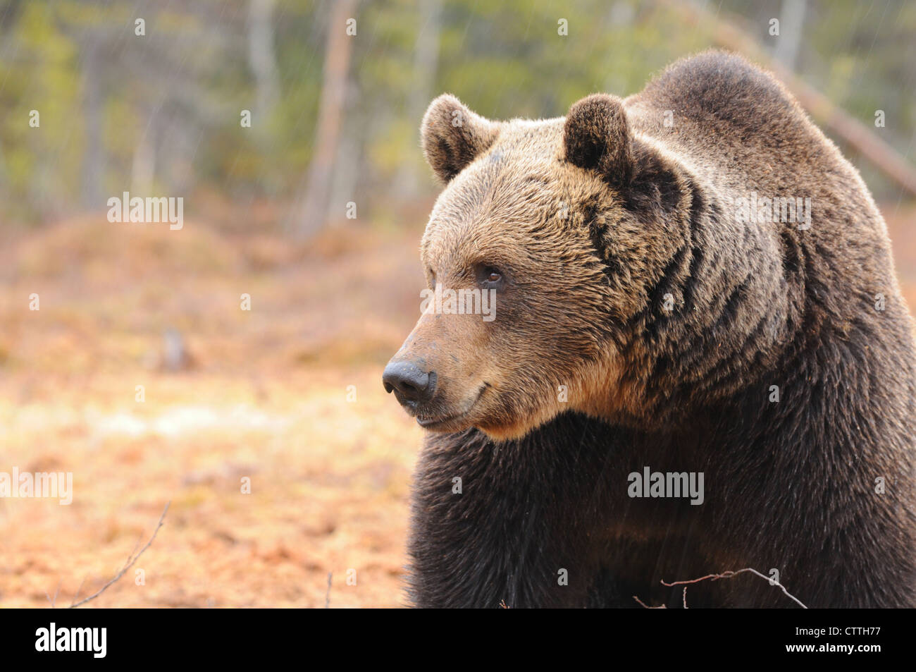 L'ours brun (Ursus arctos) stainding dans la forêt, en Finlande Banque D'Images