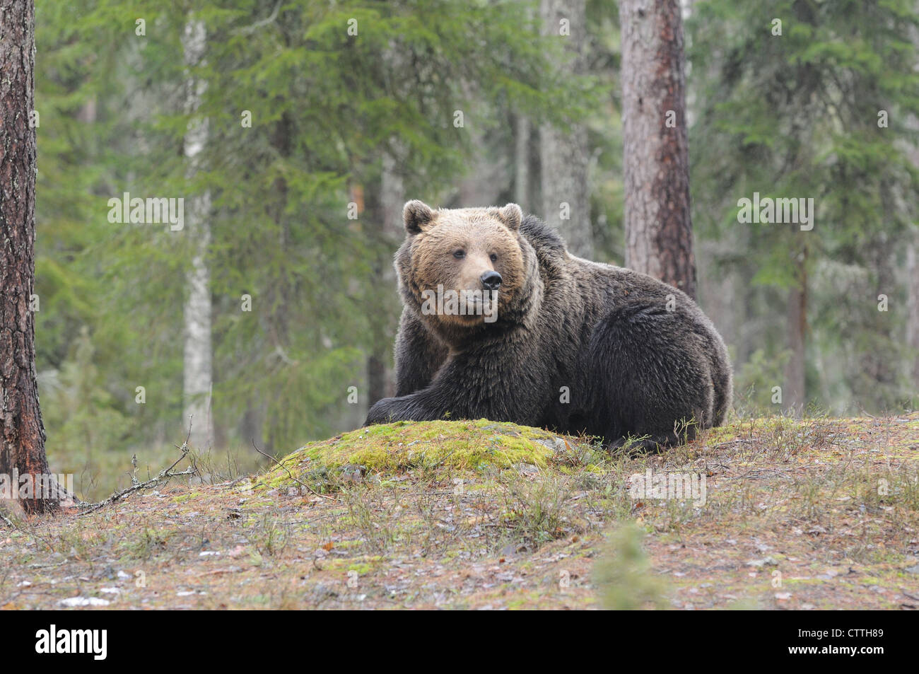 Ours brun européen (Ursus arctos) qui se colorent dans la forêt au bord d'une forêt boréale, Karélie, Finlande Banque D'Images