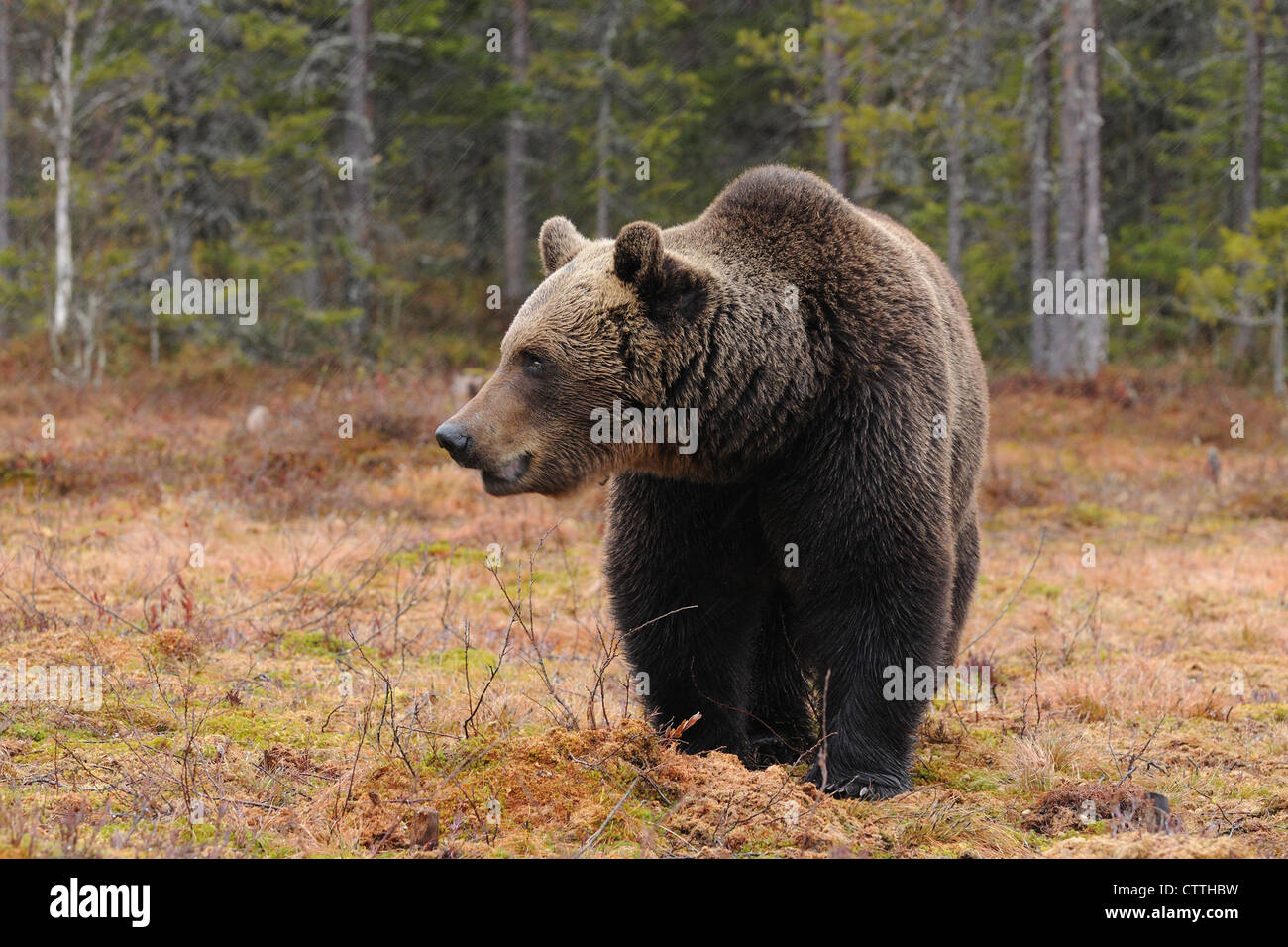 Ours brun européen dans la forêt boréale, Carélie, Finlande Banque D'Images