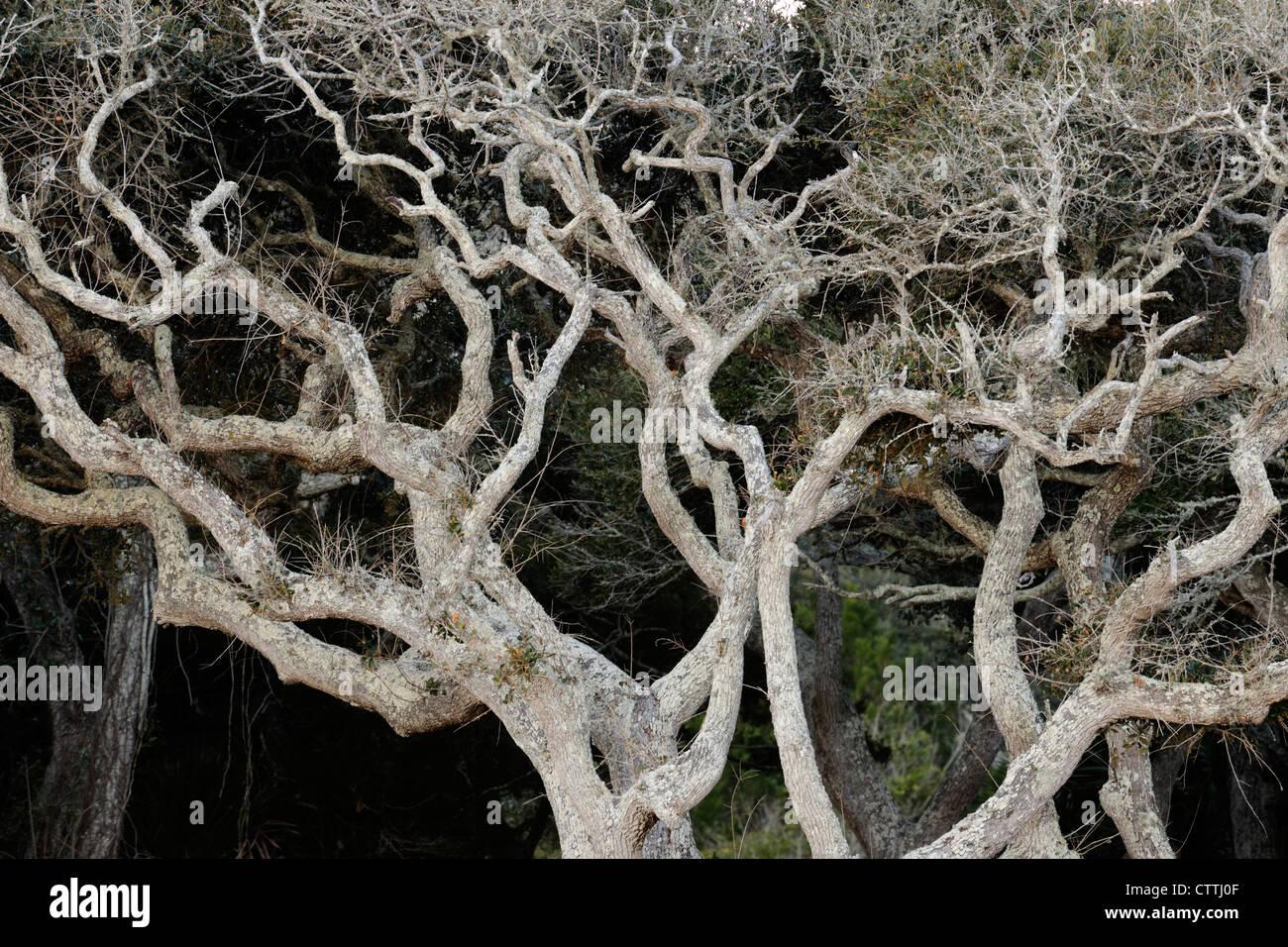 Live oak (Quercus virginiana) troncs et branches sculptées par le vent, l'Anastasia State Park, Saint Augustine, Floride, USA Banque D'Images