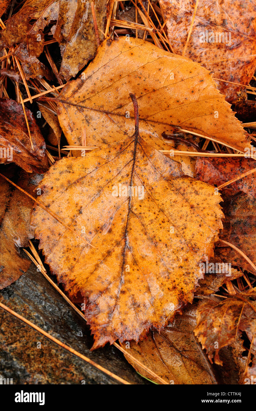 Le bouleau blanc (Betula papyrifera) les feuilles tombées, Grand Sudbury, Ontario, Canada Banque D'Images