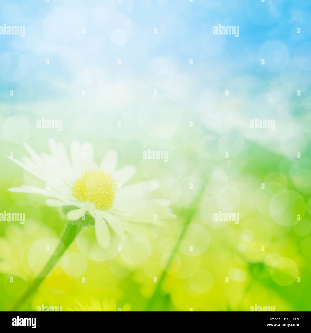 Champ d'été de fleurs de camomille avec lumières bokeh. Banque D'Images