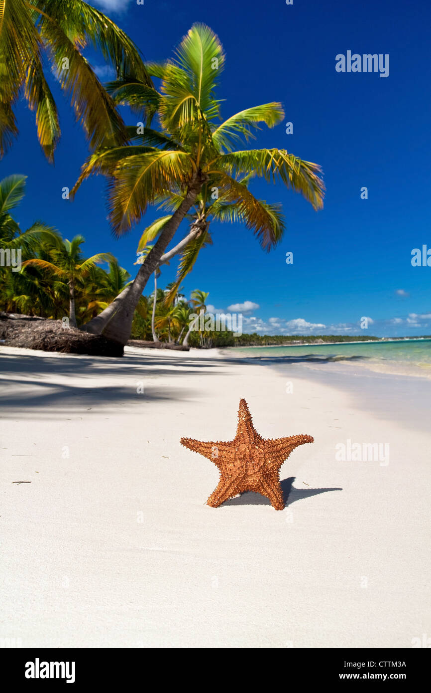 Étoile de mer sur une plage de la mer des caraïbes avec des paumes, la République Dominicaine Banque D'Images