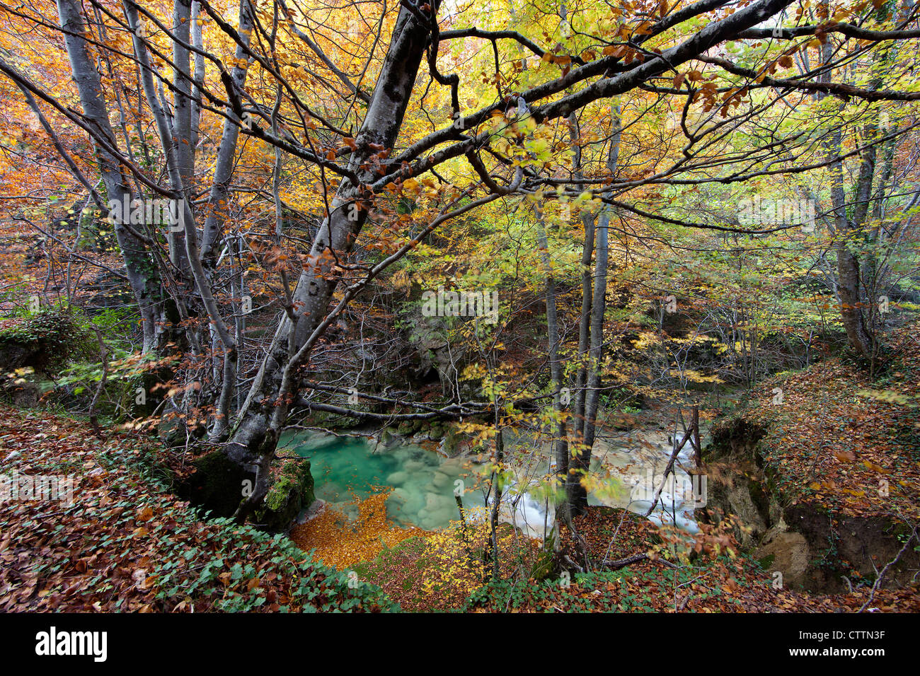 Forêt en automne hêtre européen (nord de l'Espagne) Banque D'Images