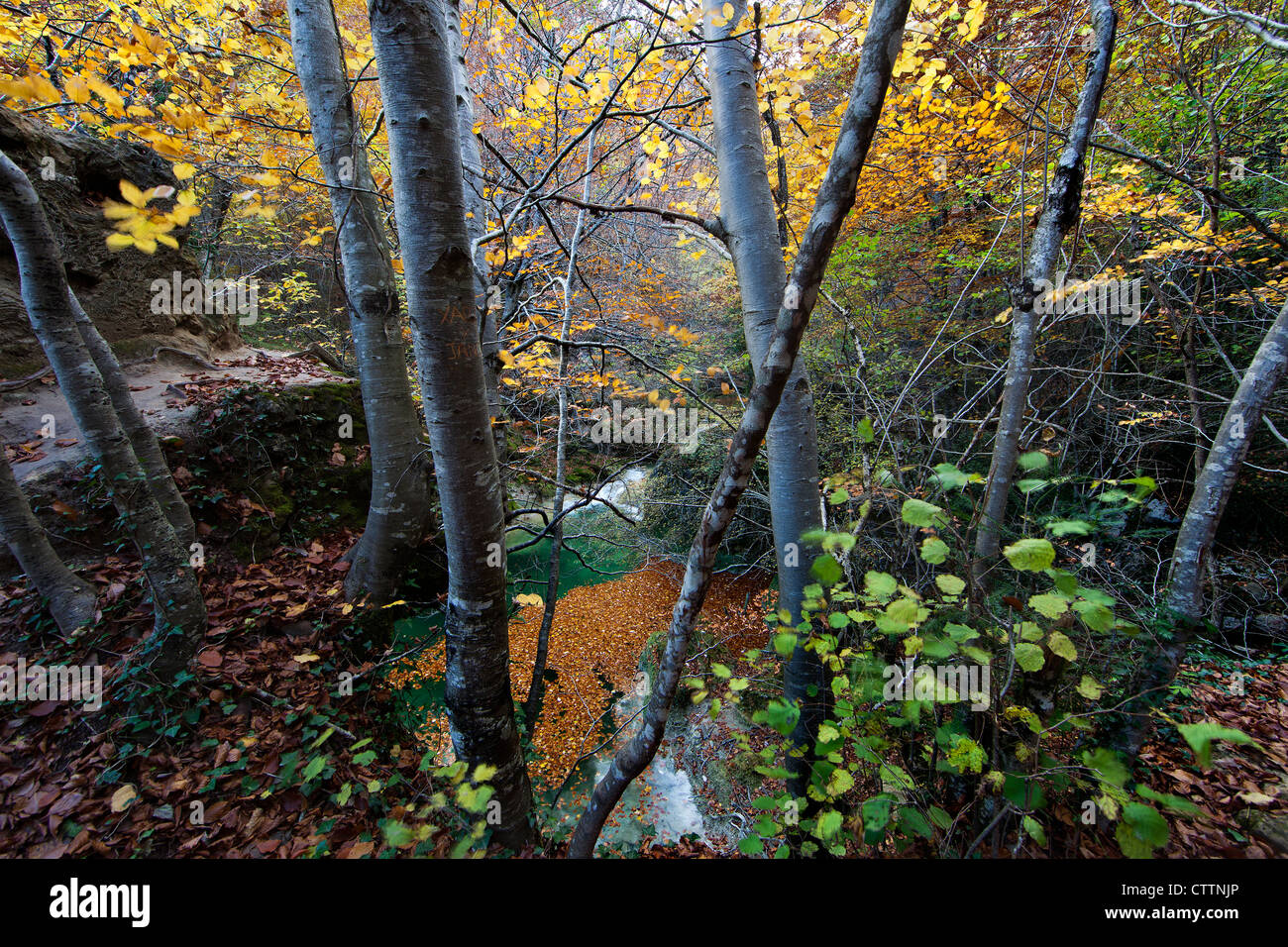 Forêt en automne hêtre européen (nord de l'Espagne) Banque D'Images