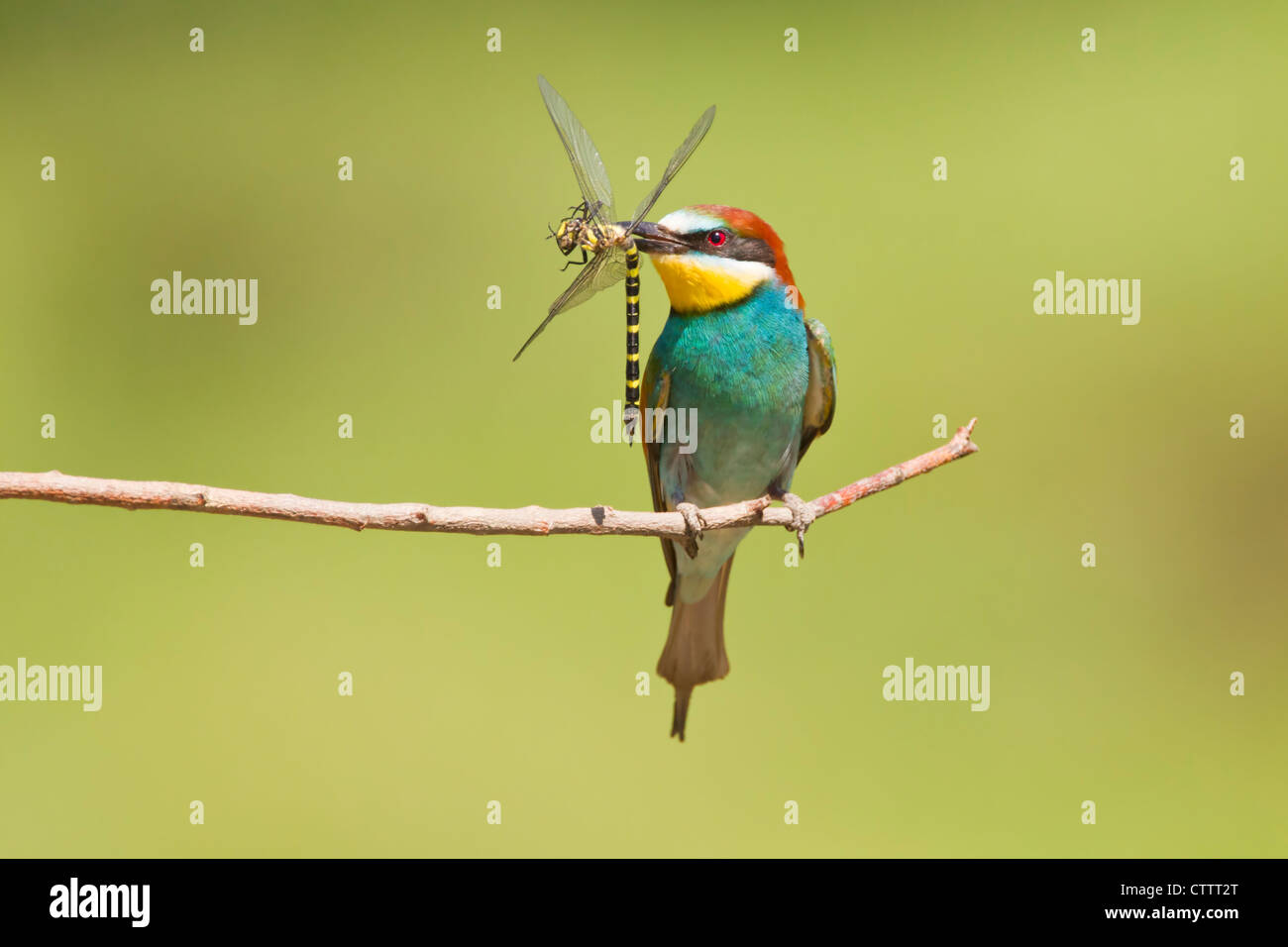 Eater Guêpier d'Europe (Merops apiaster) perché sur branche avec libellule dans son bec, Bulgarie, Europe Banque D'Images