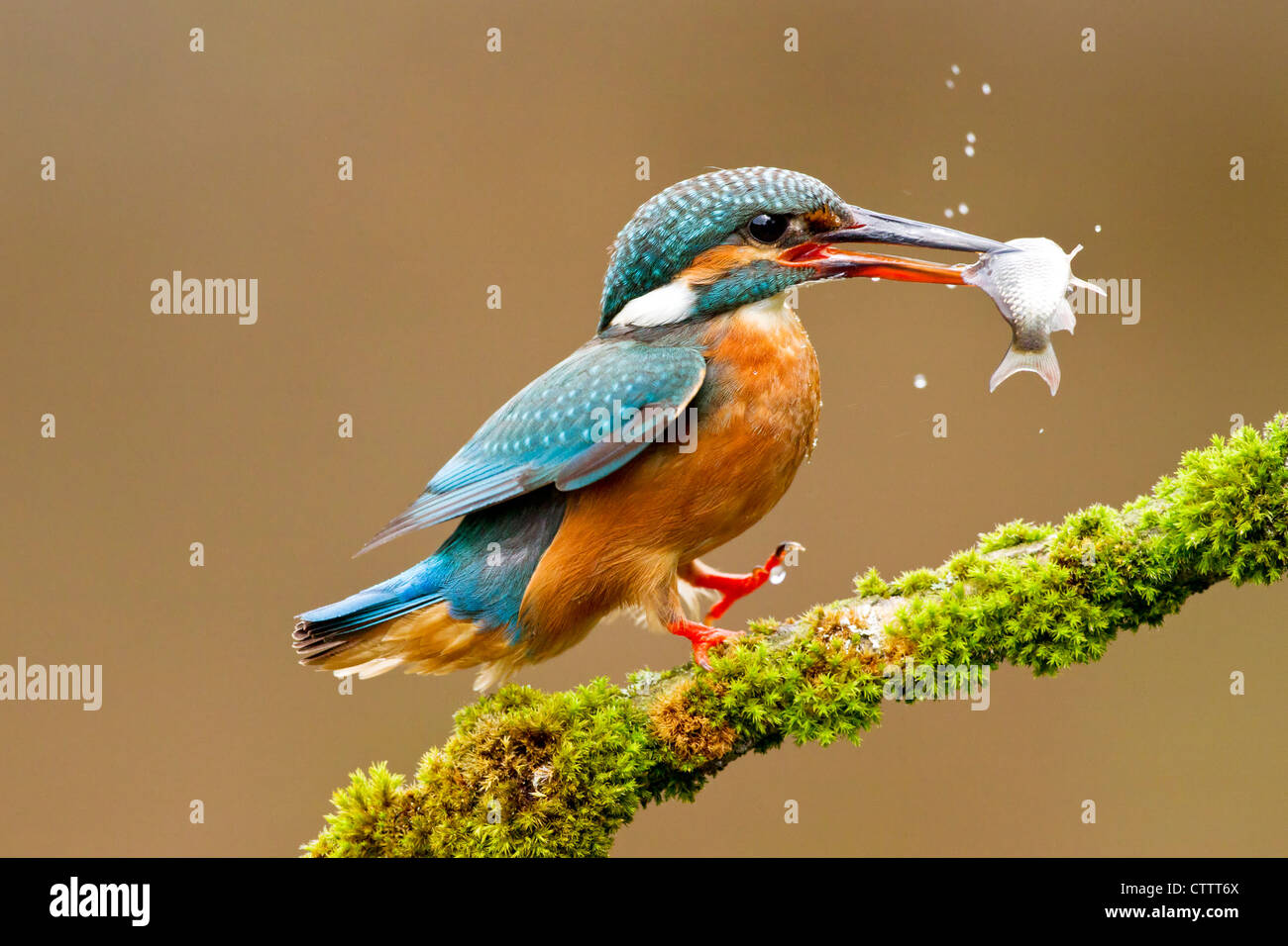 Kingfisher (Alcedo atthis commun) des profils avec le poisson dans son bec, l'atterrissage sur la branche attrayants, Angleterre, Royaume-Uni, Europe Banque D'Images
