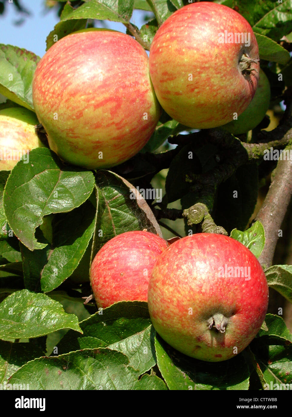 Äpfel am Baum - Malus domestica Banque D'Images