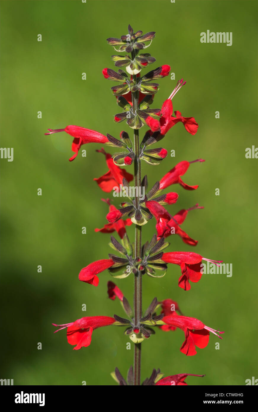 Une pointe de la salvia coccinea UK Banque D'Images