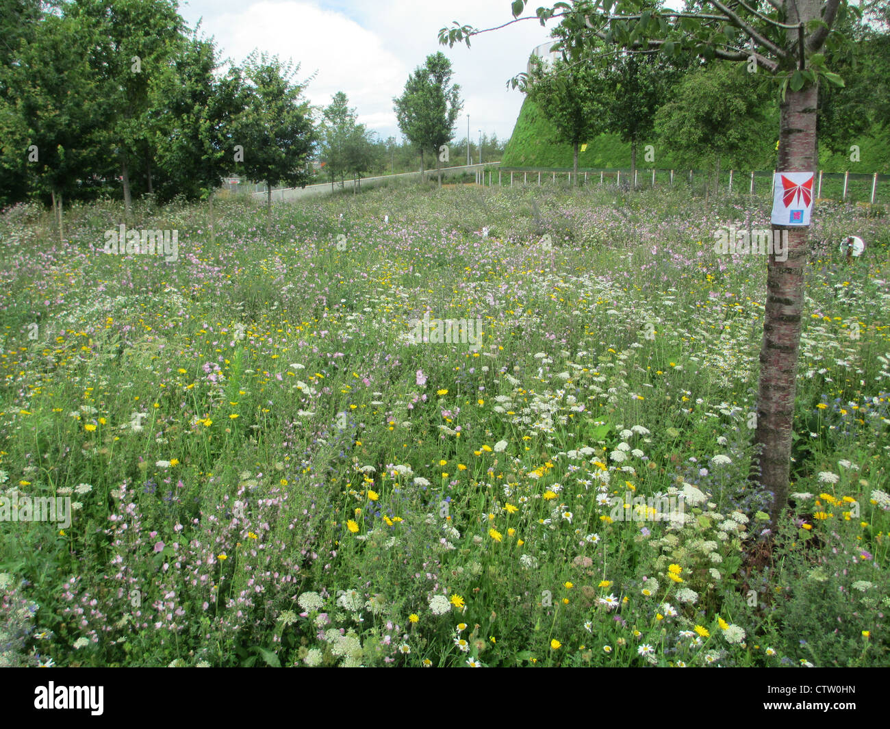 Fleurs sauvages au parc olympique, Streatham, Londres en juillet 2012. Photo Tony Gale Banque D'Images