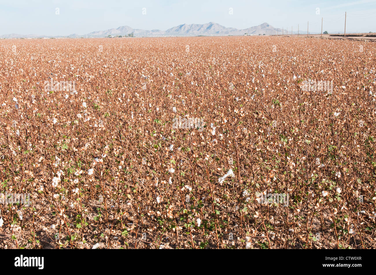 Un champ de coton récolté dans l'Arizona. Les montagnes sont indiqués dans l'arrière-plan. Banque D'Images