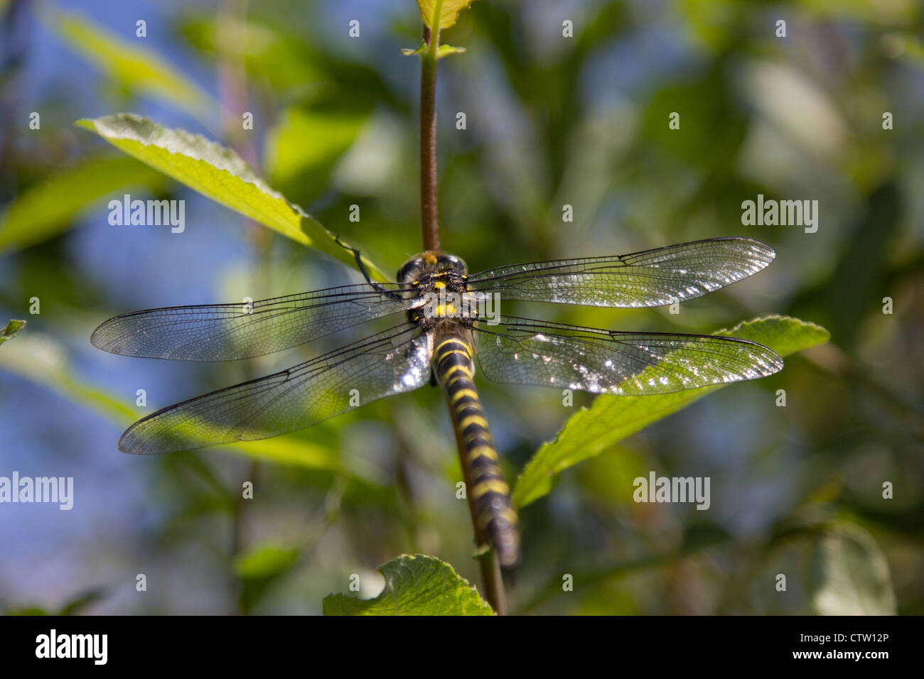 Près de Cordulegaster boltonii- Golden-ringed dragonfly, Ceredigion, pays de Galles. Banque D'Images