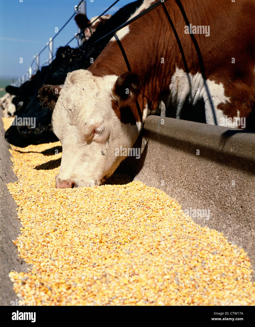 La consommation de maïs égrené STEERS / TEXAS RATION Banque D'Images