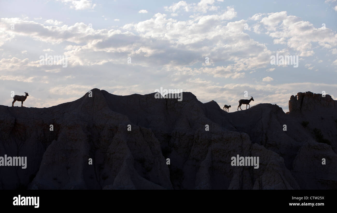 Bighorned à pied de mouton à travers des formations rocheuses, Badlands National Park, South Dakota, United States of America Banque D'Images