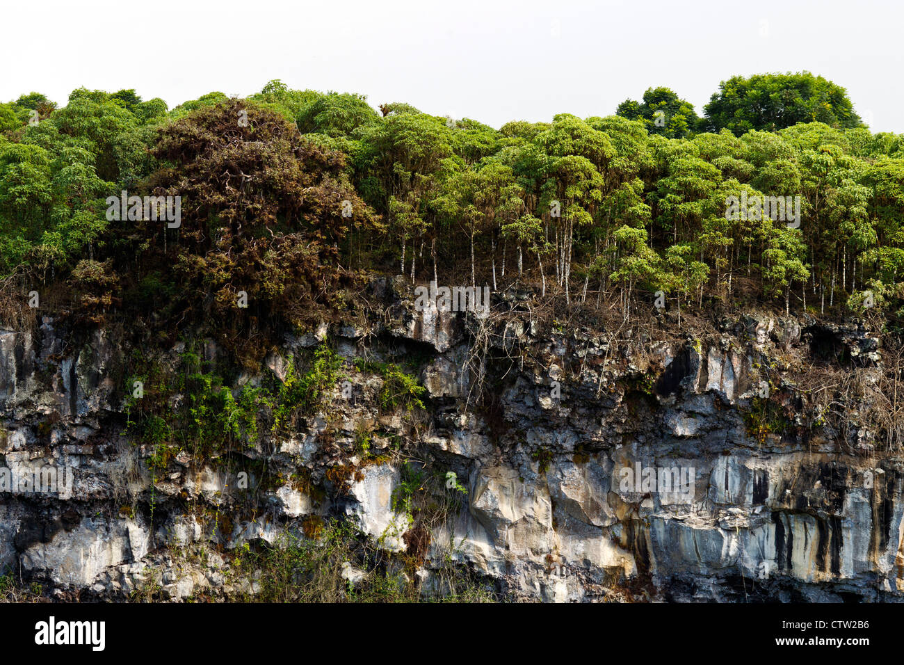 Vue de Los Gemelos / 'Les Jumeaux', l'un d'une paire de dépressions volcaniques, avec arbres Scalesia, parc national des Îles Galapagos, l'île de Santa Cruz, Galapagos, Equateur Banque D'Images