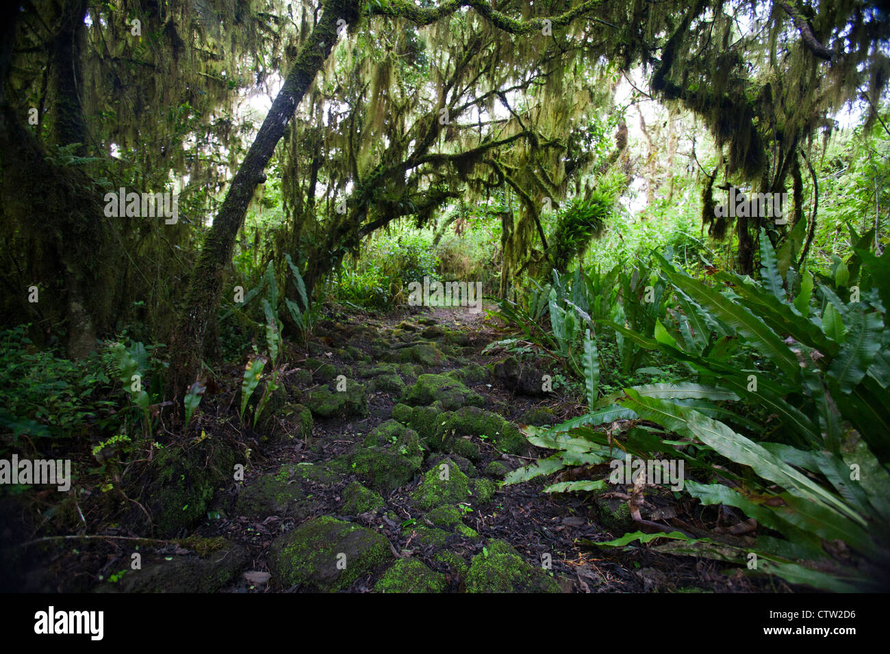 Un sentier de randonnée à travers une forêt de Scalesia à Los Gemelos, parc national des Îles Galapagos, l'île de Santa Cruz, Galapagos, Equateur Banque D'Images