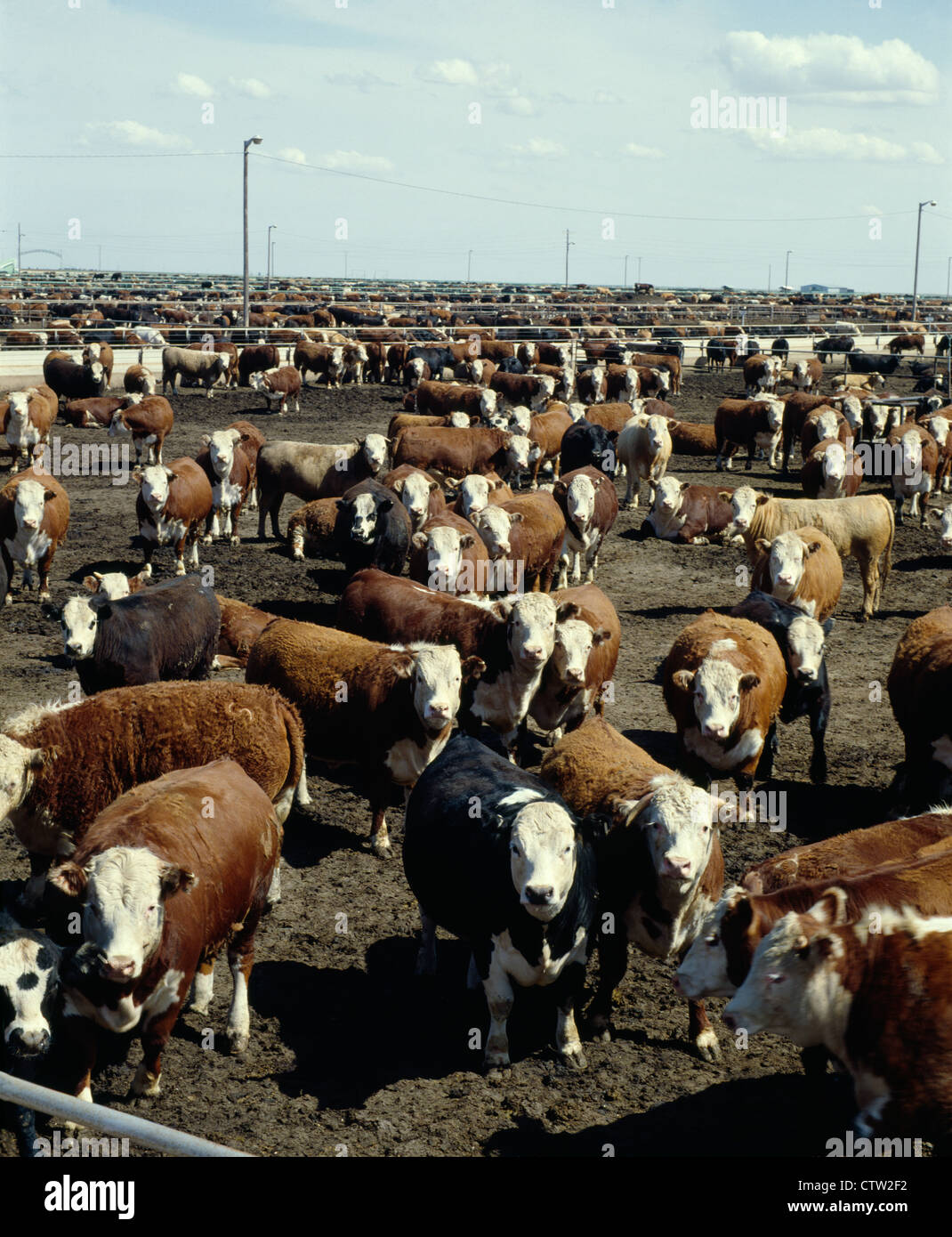Cattle feedlot texas Banque de photographies et d’images à haute