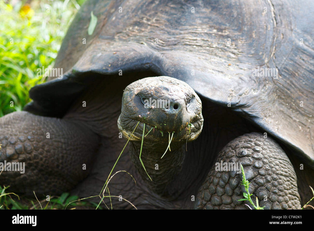 Galapagos tortue mâle / tortue géante des Galapagos (Chelonoidis nigra porteri), parc national des Îles Galapagos, Equateur Galapagos île Santa Cruz Banque D'Images