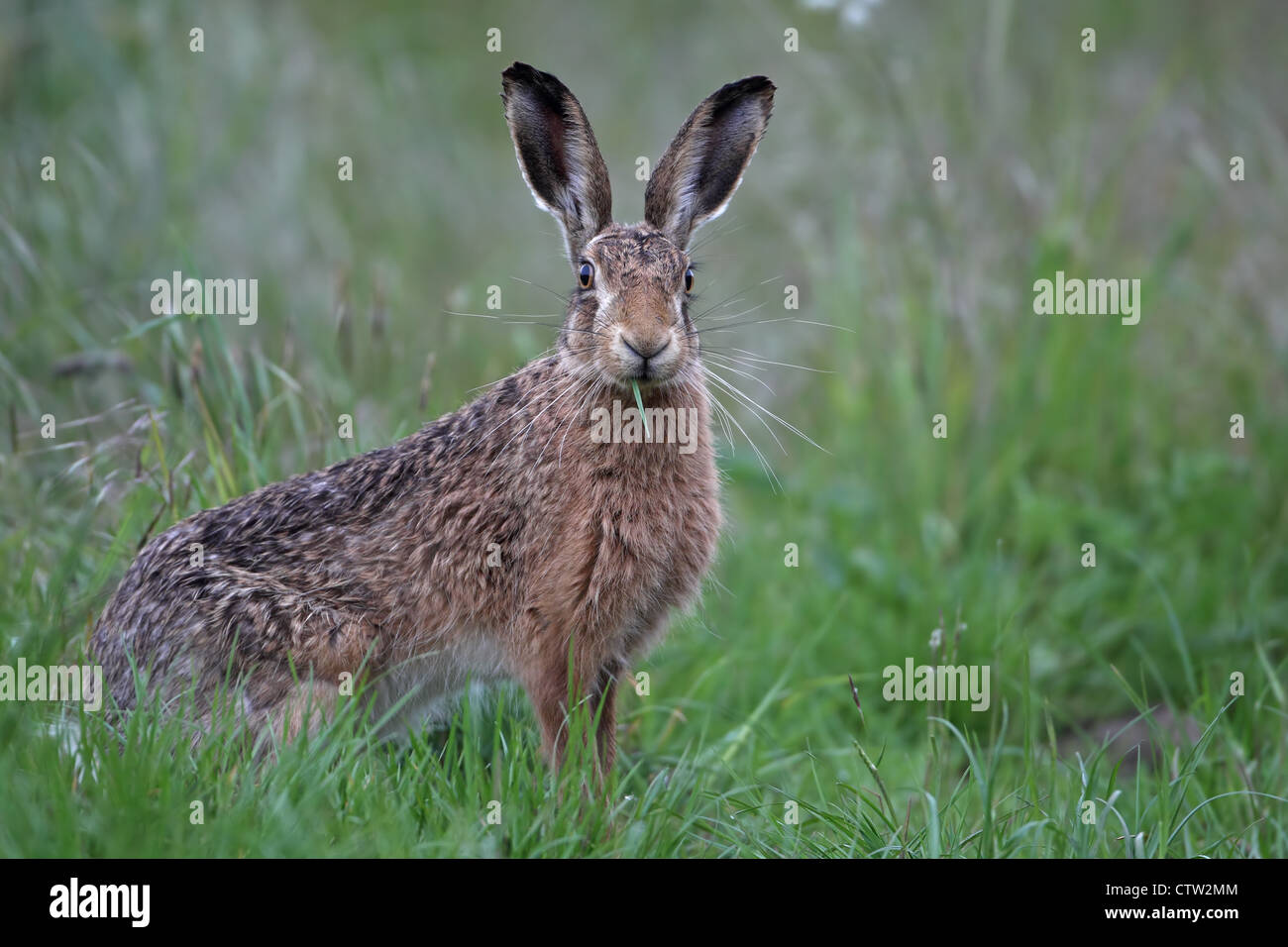 Lièvre brun (Lepus europaeus) Banque D'Images