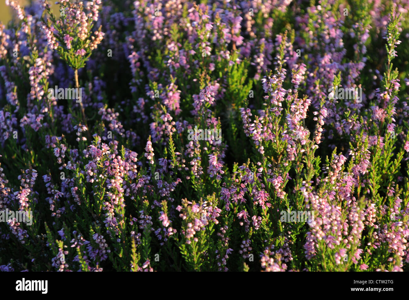 Purple Heather Bell, Erica cinerea, Ericaceae, en forme de cloche, fleurs de mauve Emlagh Bog, Kells, Co.Meath, Ireland Banque D'Images