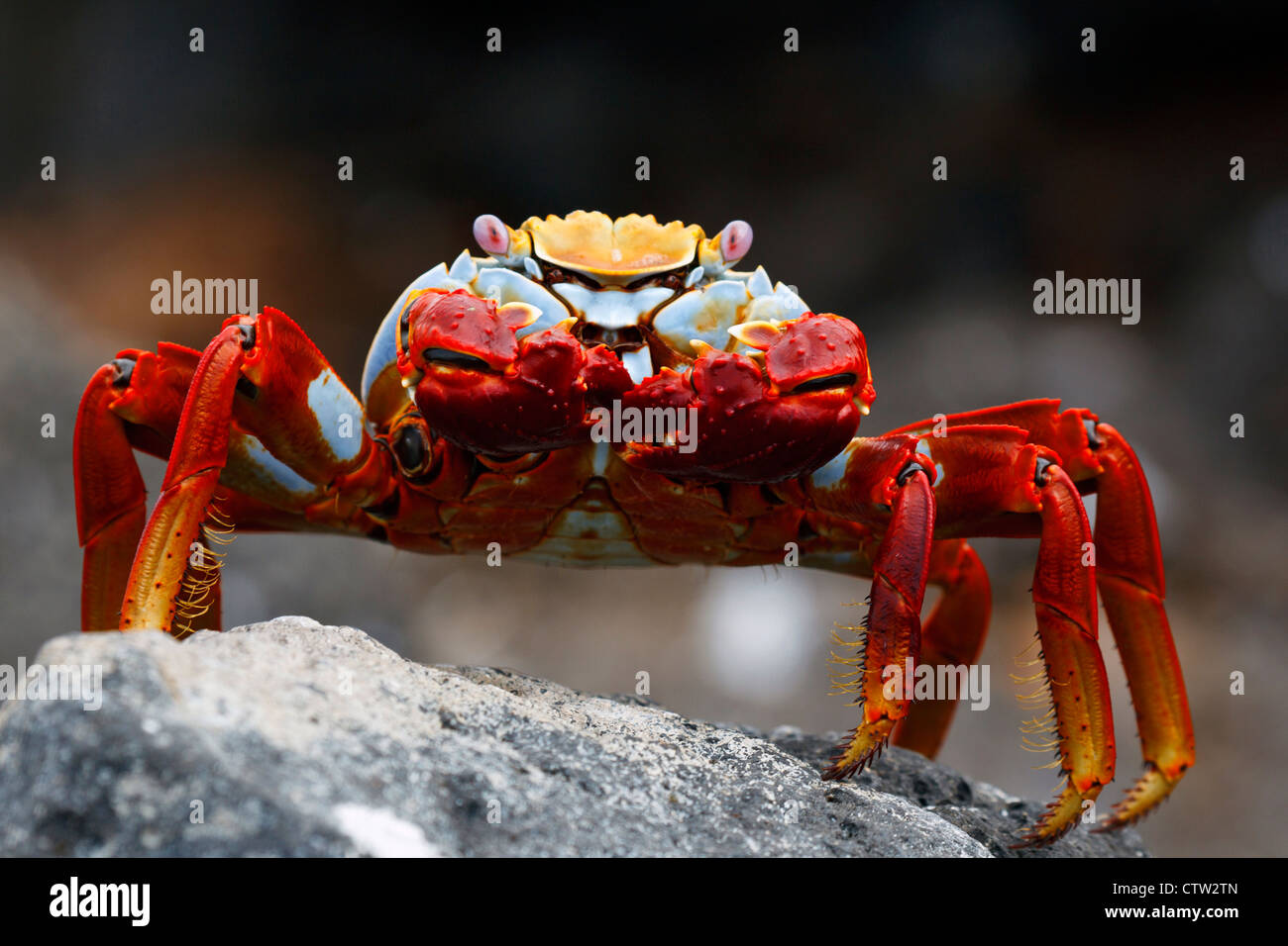 Sally Lightfoot Crab (Grapsus grapsus) debout sur une roche de lave, l'île Seymour Nord Equateur Galapagos. Banque D'Images