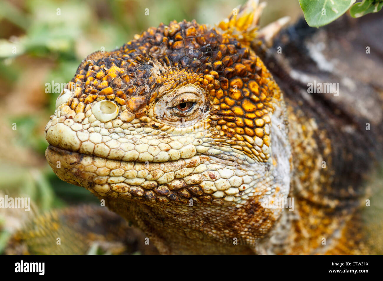 Vue détaillée d'un iguane terrestre des Galapagos (Conolophus subcritatus), parc national des Îles Galapagos, l'île de Seymour Nord Galapagos, Equateur, Banque D'Images
