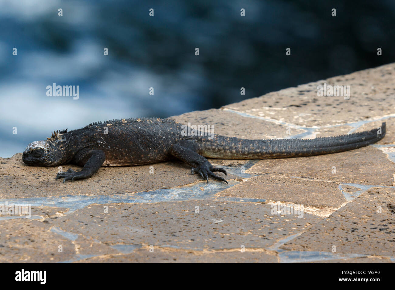 Un jeune Iguane marin (Amblyrhynchus cristatus) dormir, parc national des Îles Galapagos, l'île de Bartolome, Galapagos, Equateur Banque D'Images