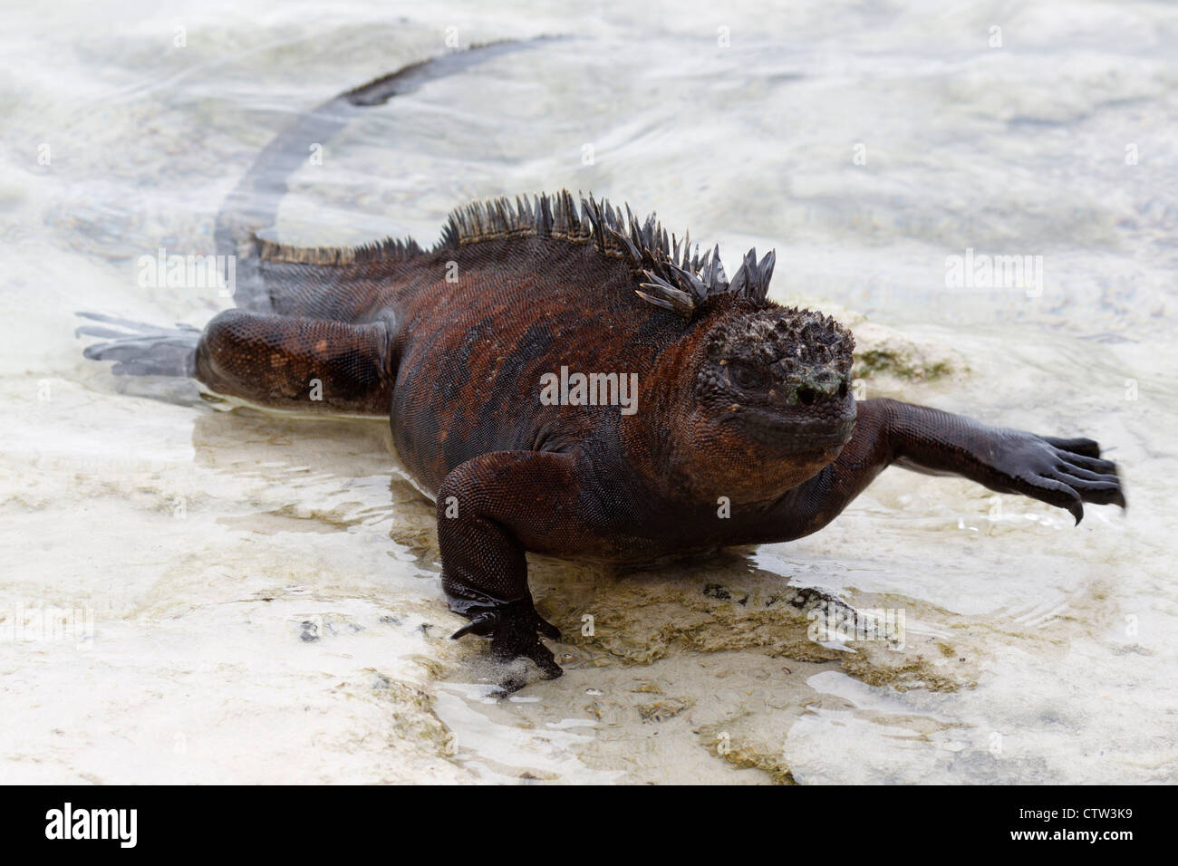 Iguane marin (Amblyrhynchus cristatus) sortir de l'eau, l'hôtel Tortuga Bay, parc national des Îles Galapagos, l'île de Santa Cruz, Galapagos, Equateur Banque D'Images