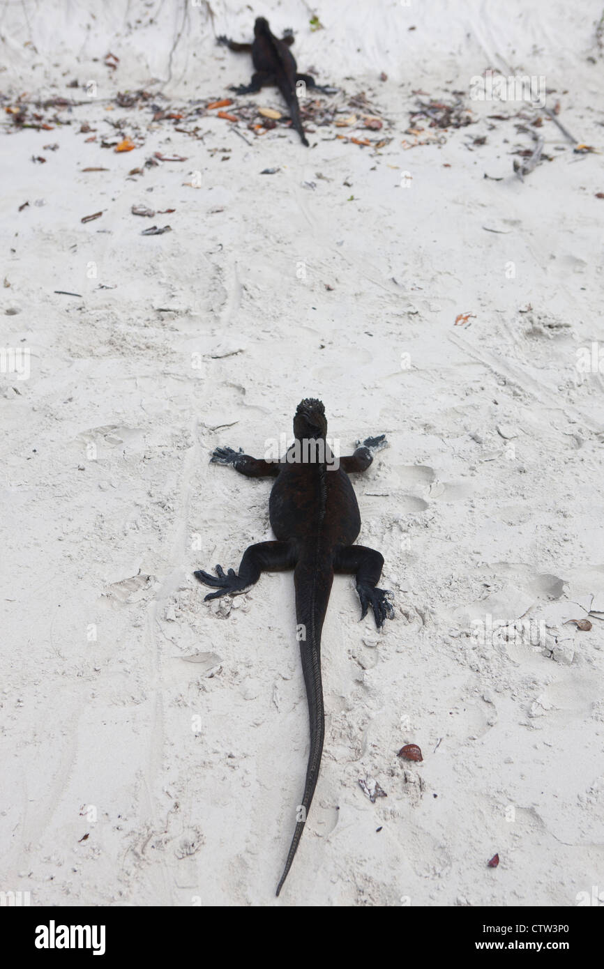 Une paire d'Iguane marin (Amblyrhynchus cristatus) marchant sur une plage, l'hôtel Tortuga Bay, parc national des Îles Galapagos, l'île de Santa Cruz, Galapagos, Equateur Banque D'Images